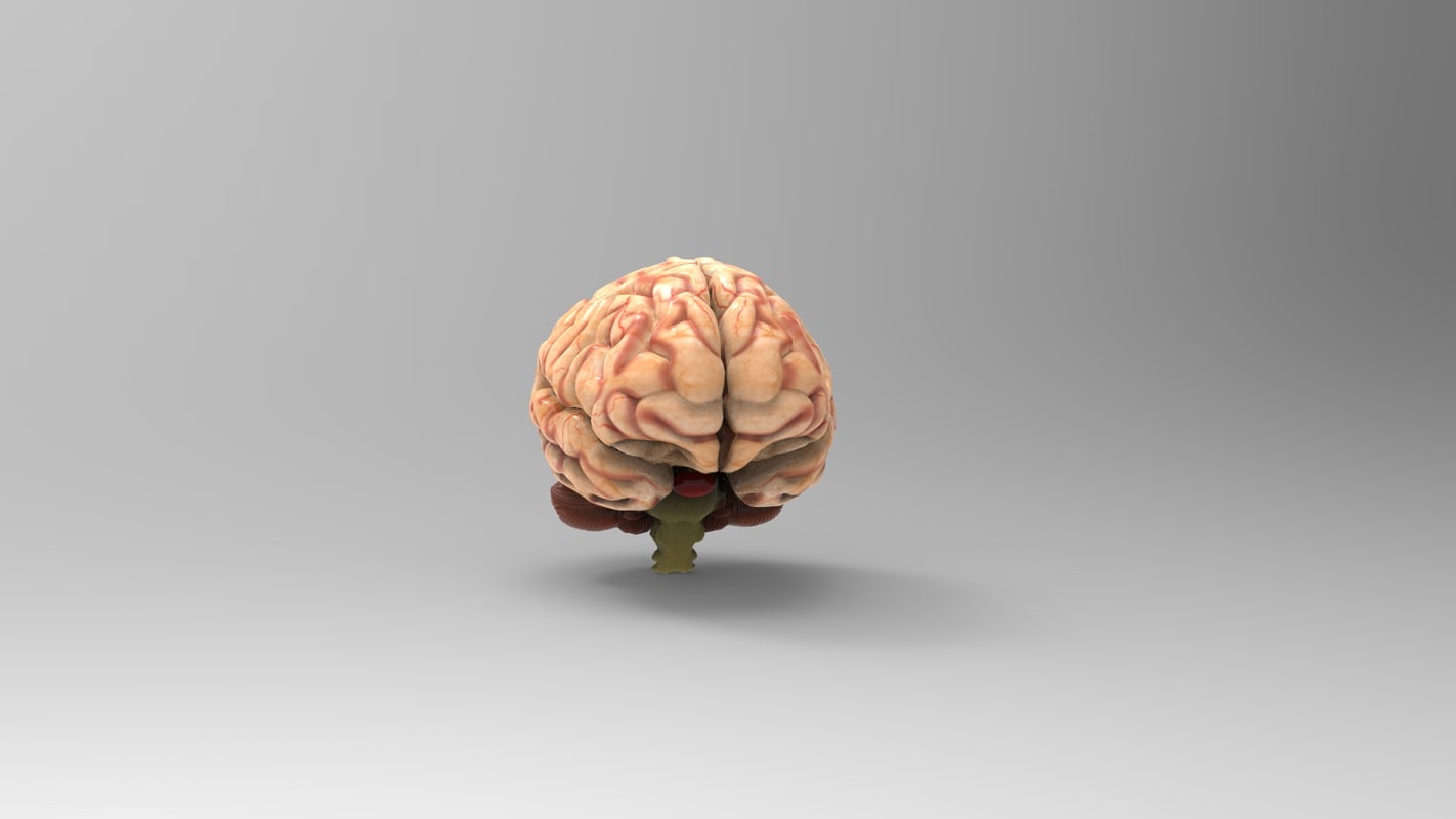 Brain 3D model