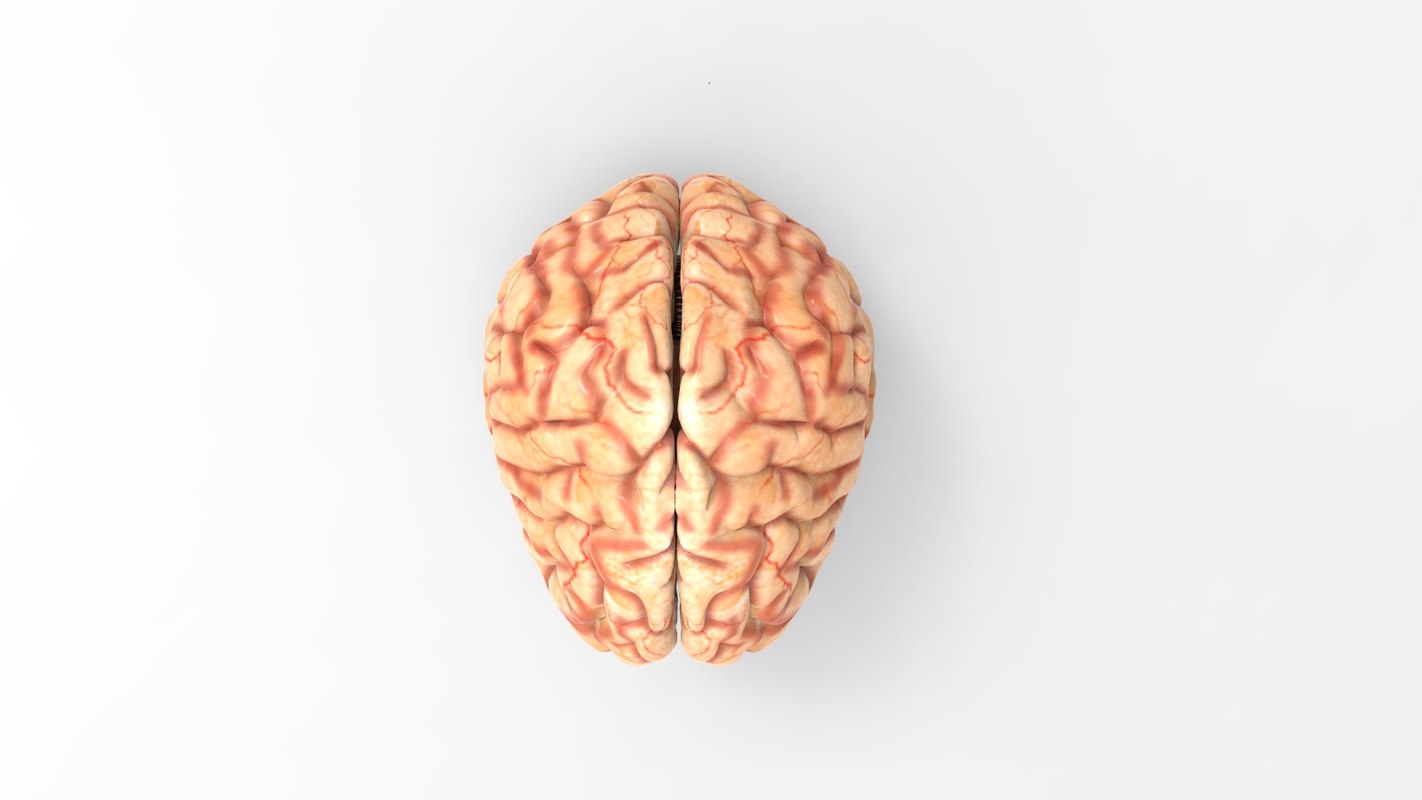 Brain 3D model