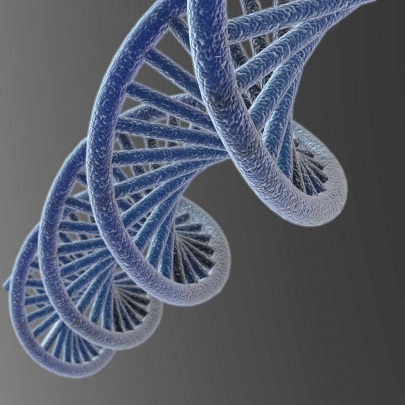 DNA 3D model