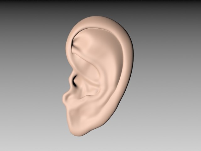 Ear 3D model