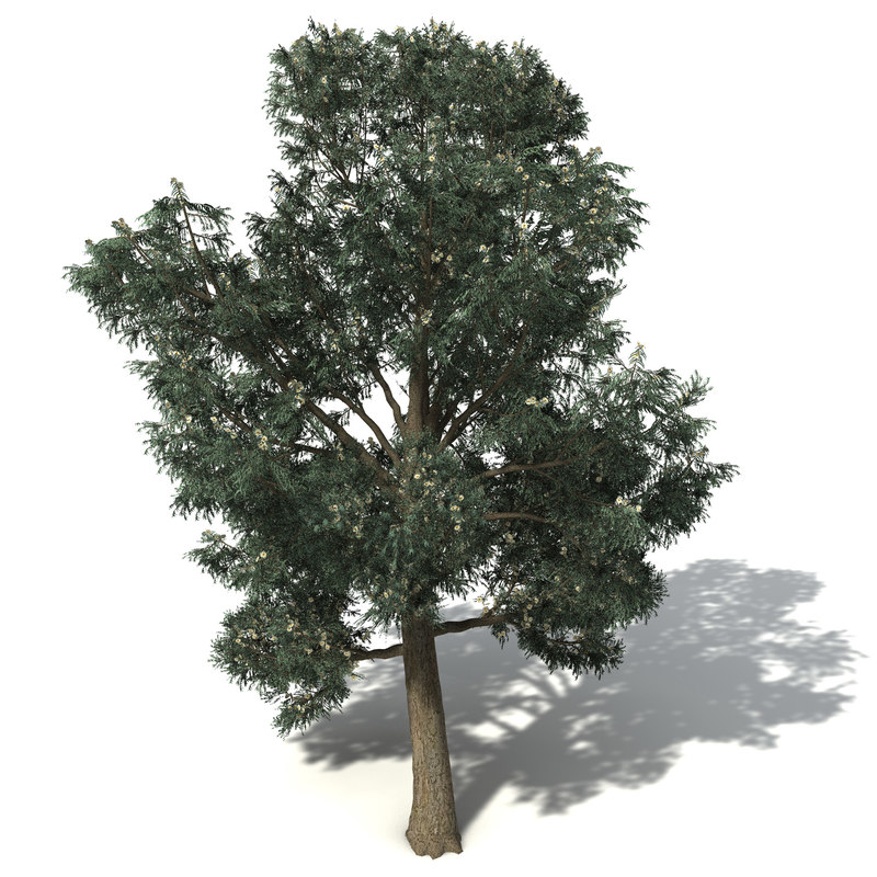 Eucalyptus 3D model