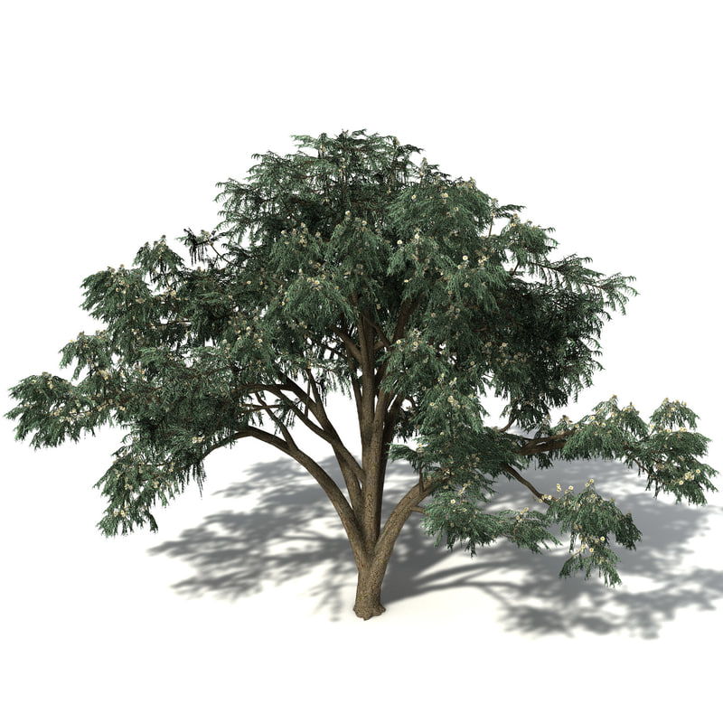 Eucalyptus 3D model