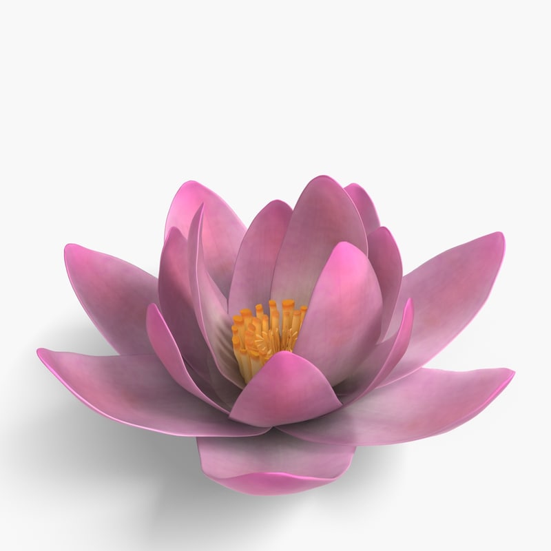 Lotus 3D model