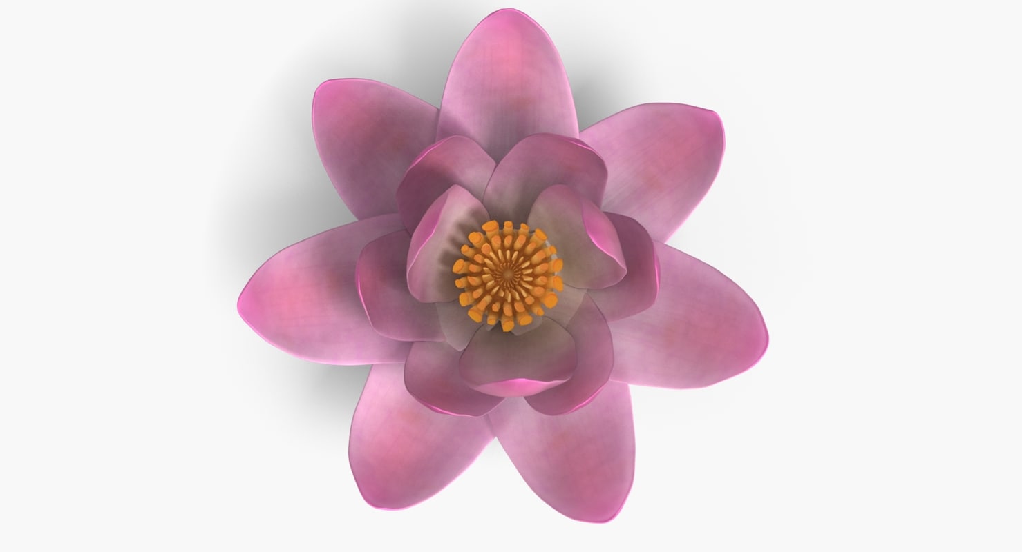 Lotus 3D model