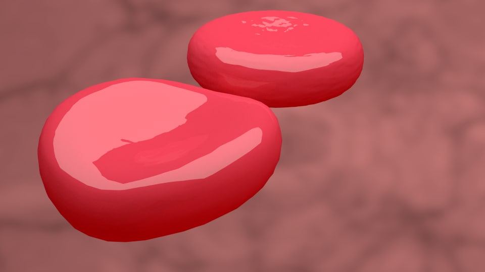 Red blood cell 3D model