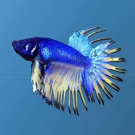 Betta Fish 3D model