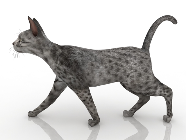 Cat 3D model
