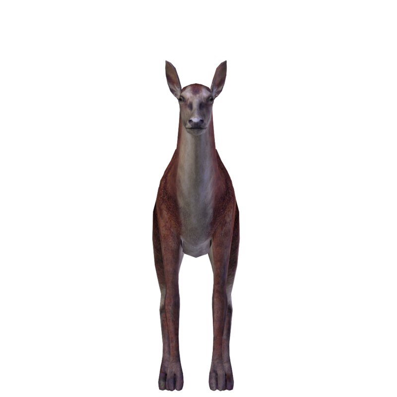 Deer 3D model