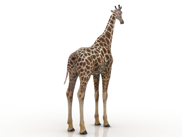 Giraffe 3D model