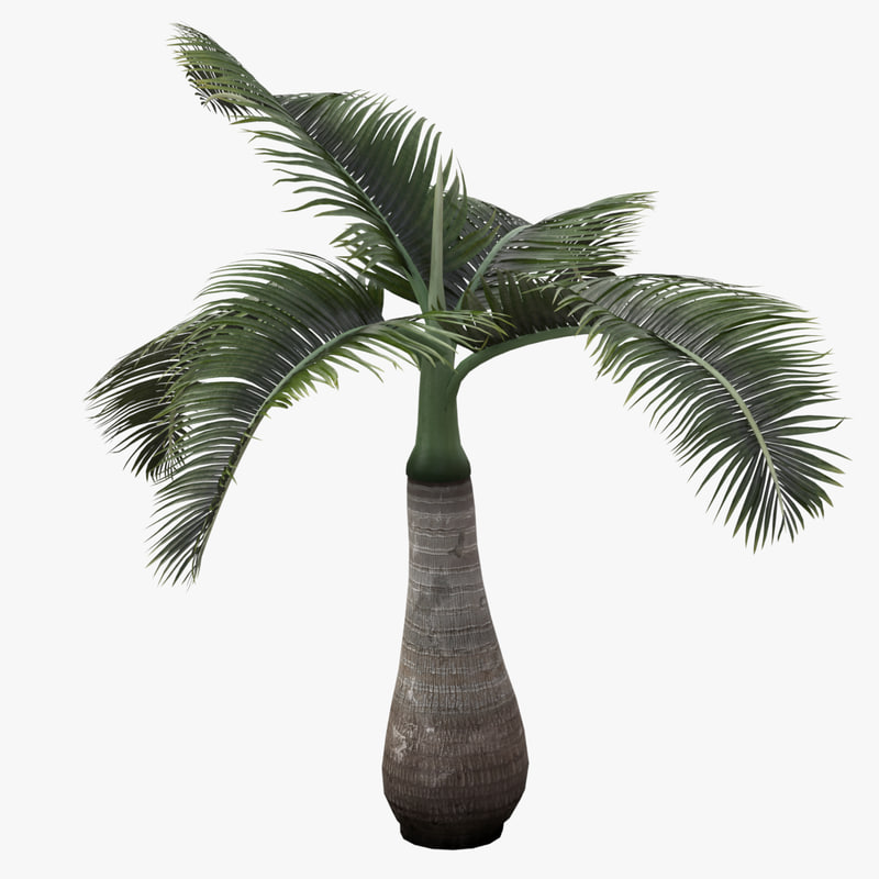 Palm Tree 3d Model Free Download