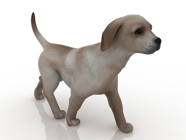 Puppy 3D model