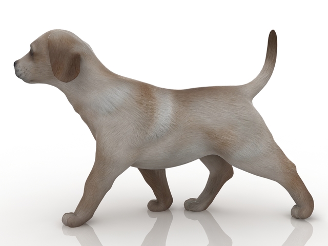 Puppy 3D model