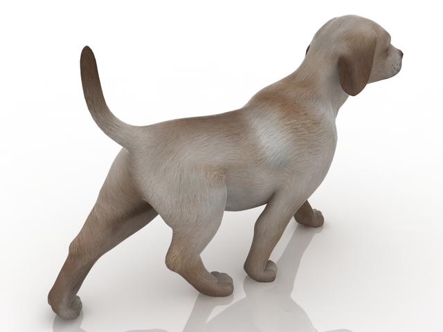 Puppy 3D model