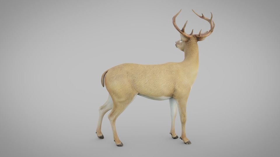 Realistic Deer 3D model