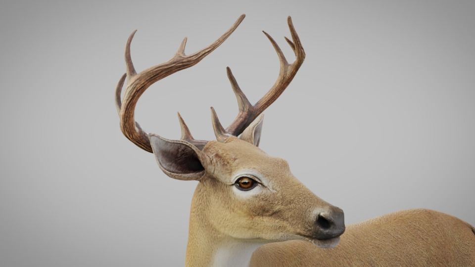 Realistic Deer 3D model