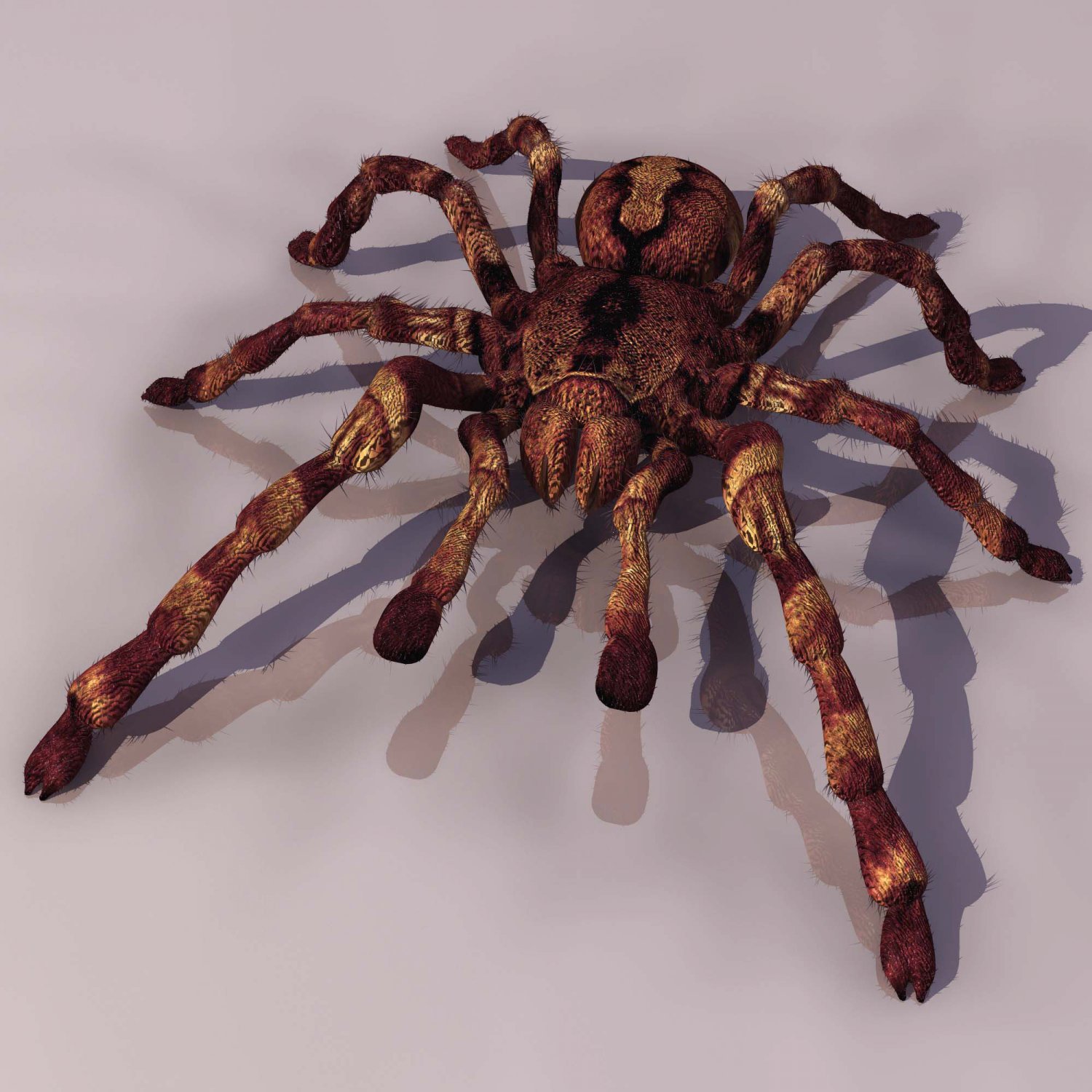 Spider Tarantula 3D model