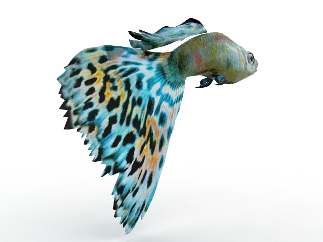 Aquarium fish 3D model