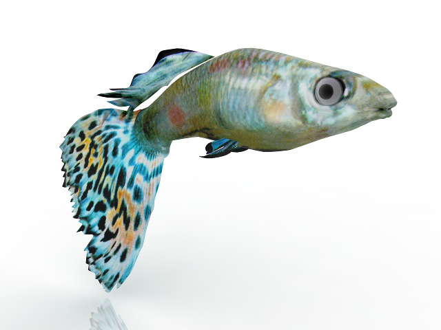 Aquarium fish 3D model