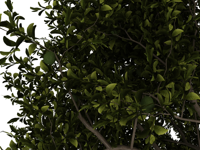 Avocado tree 3D model