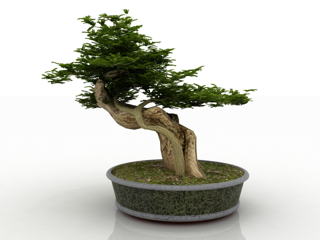 Bonsai 3D model