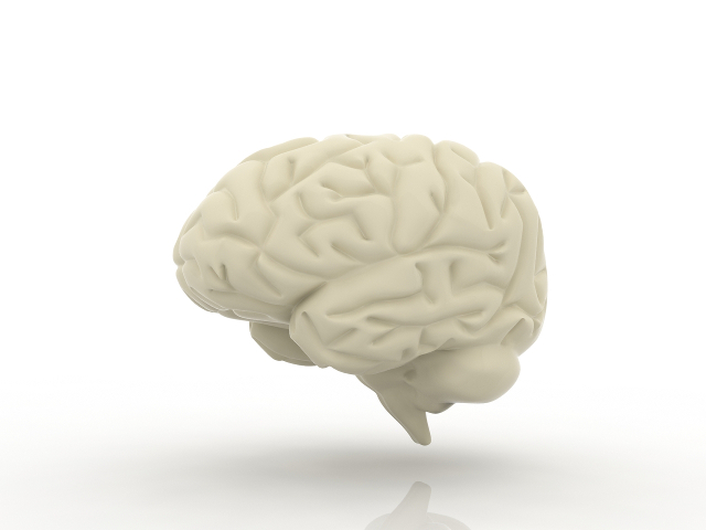 Human brain 3D model