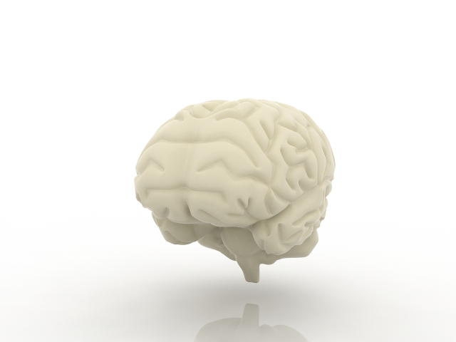 Human brain 3D model