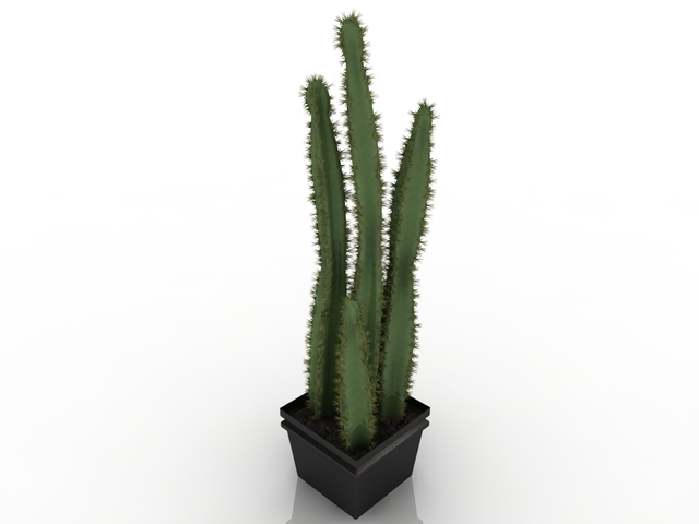 Cactus 3d Model Download For Free
