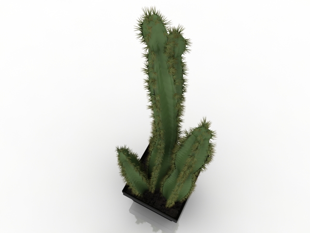 cactus 3d