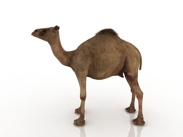 Camel 3D model