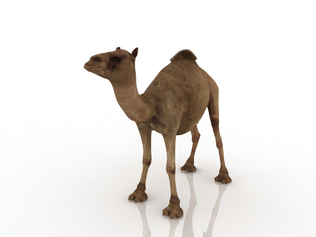 Camel 3D model