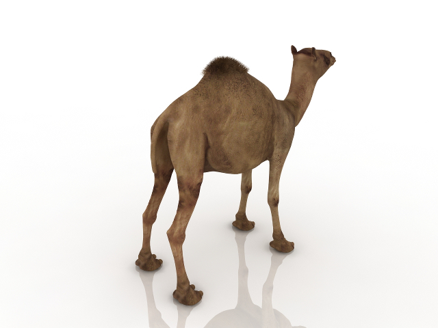 Camel 3D model