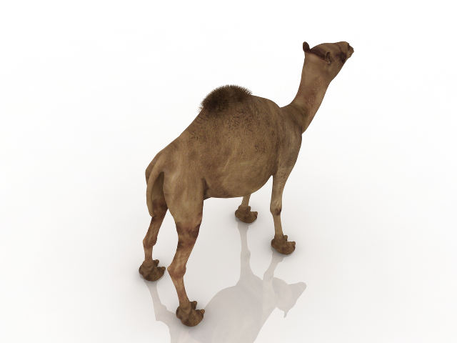 Camel 3D model