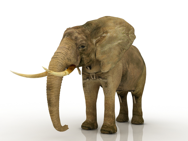 Elephant 3D model