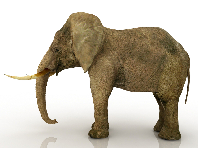 Elephant 3D model