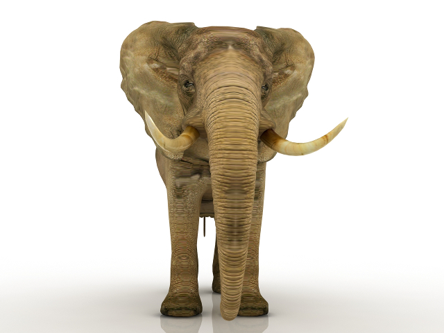 Elephant 3D model