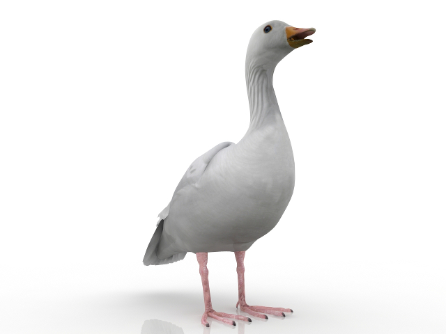 Goose 3D model