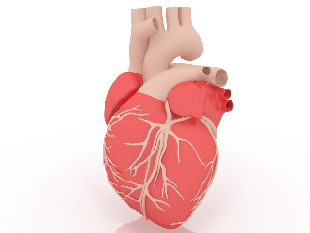 Human heart 3D model