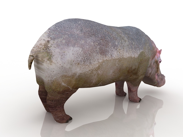 Hippo 3D model