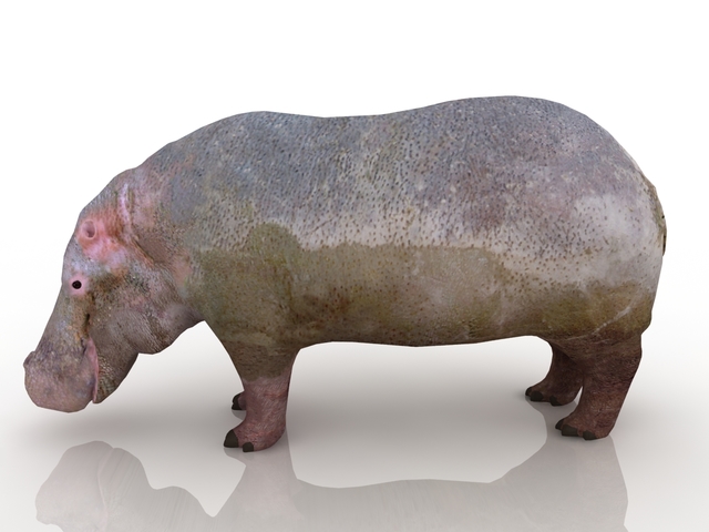 Hippo 3D model