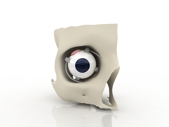 Human eye 3D model