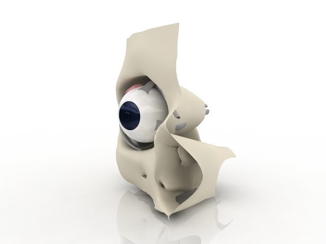 Human eye 3D model