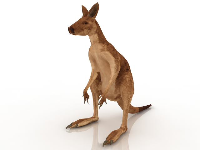 Kangaroo 3D model