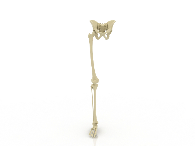 Leg bone 3D model