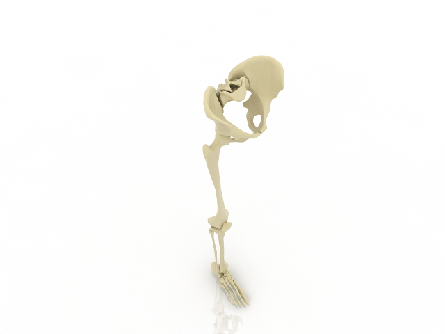 Leg bone 3D model