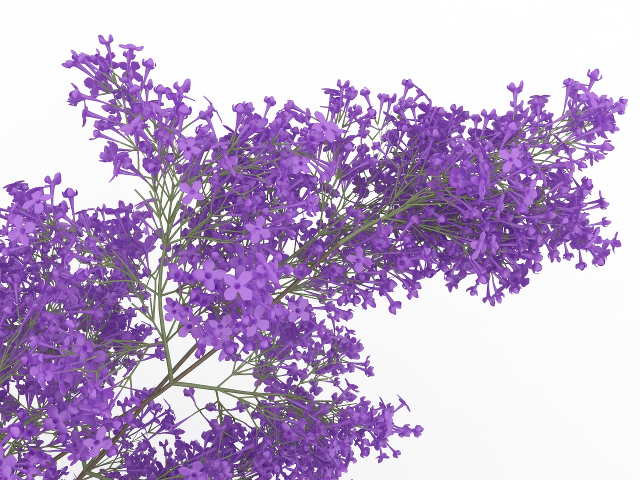 Lilac 3D model
