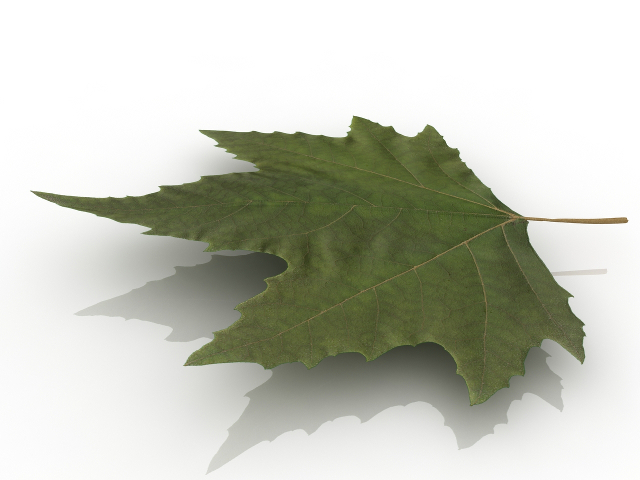 Maple leaf 3D model