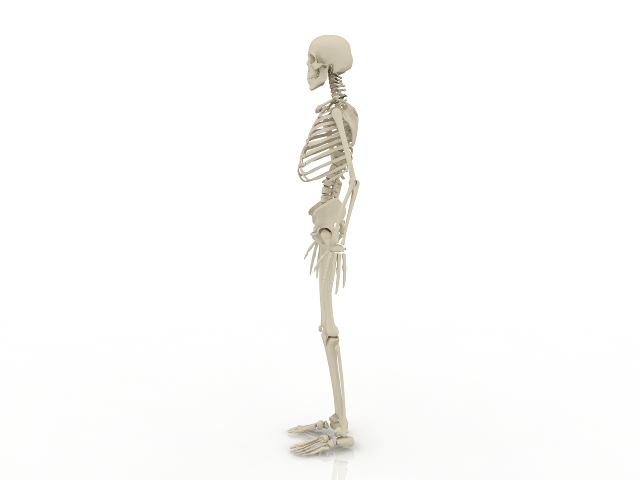 Human skeleton 3D model
