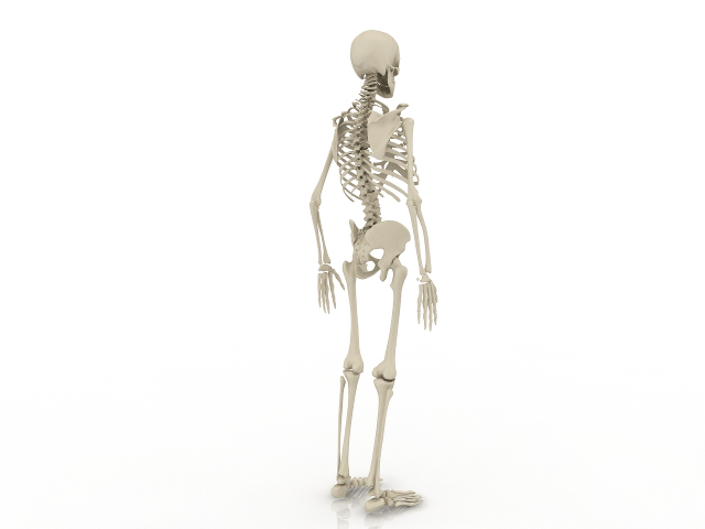 Human skeleton 3D model