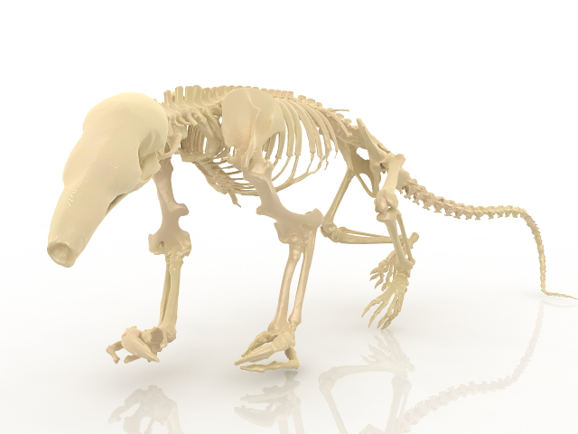 Skeleton of a dinosaur 3D model
