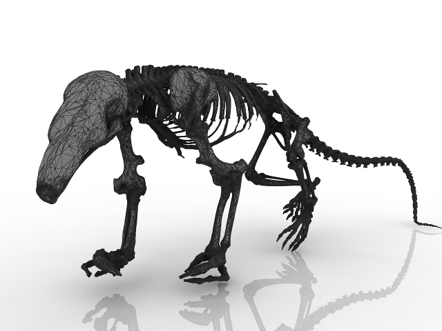 Skeleton of a dinosaur 3D model